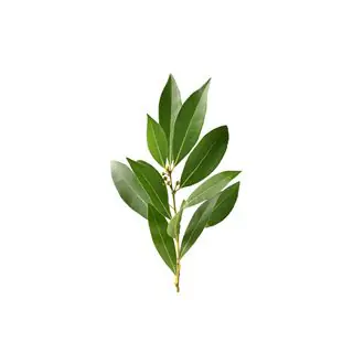 Alloro