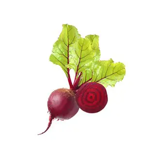 Barbabietola