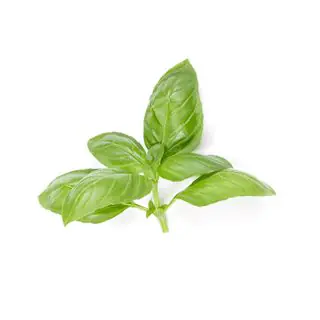 Basilico