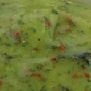 Marinata ginepro