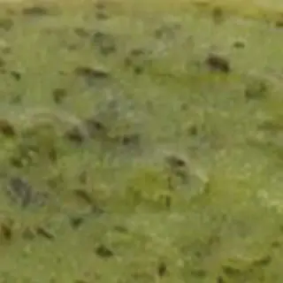 Marinata lime menta