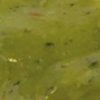 Marinata pistacchio