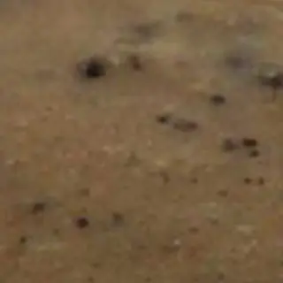 Marinata porcini