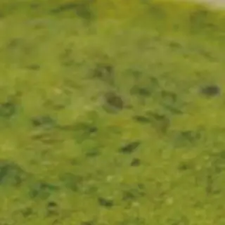 Marinata verde
