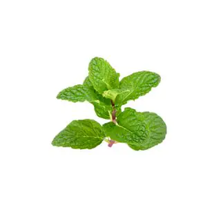Menta piperita