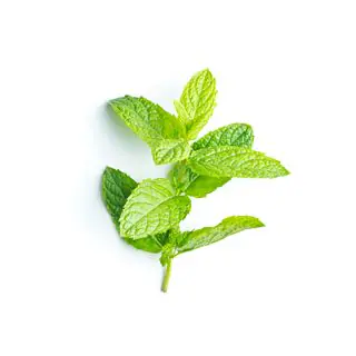 Menta romana