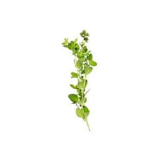 Origano