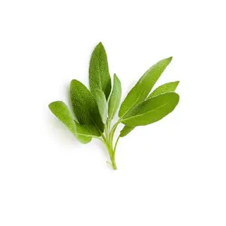 Salvia